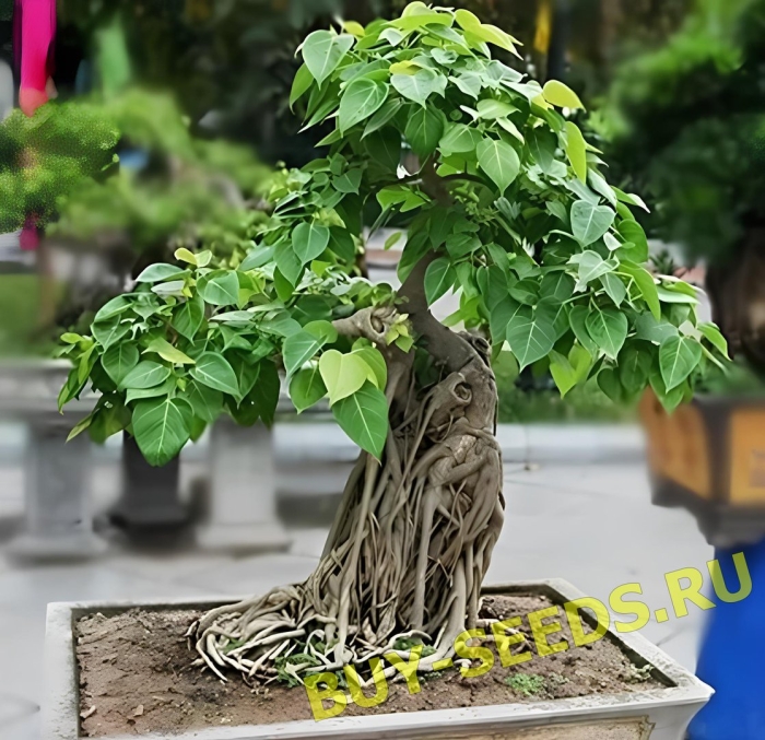 Фикус баньян бонсай