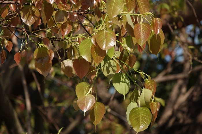 Фикус священный эдем