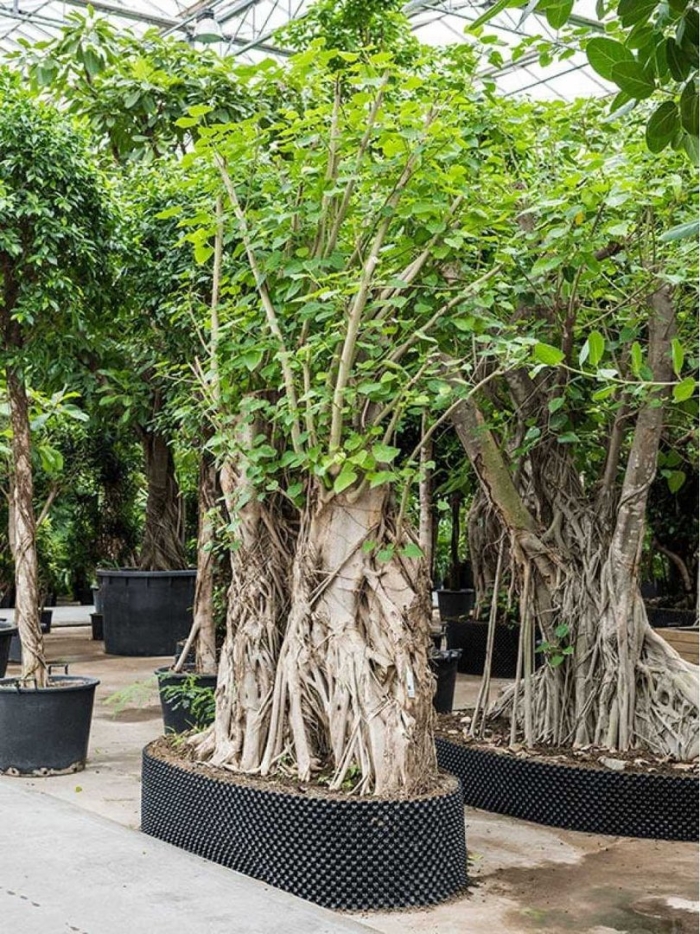 Фикус ficus religiosa