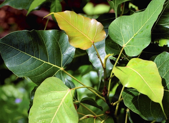 Фикус священный эдем