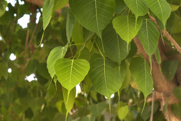 Фикус священный эдем