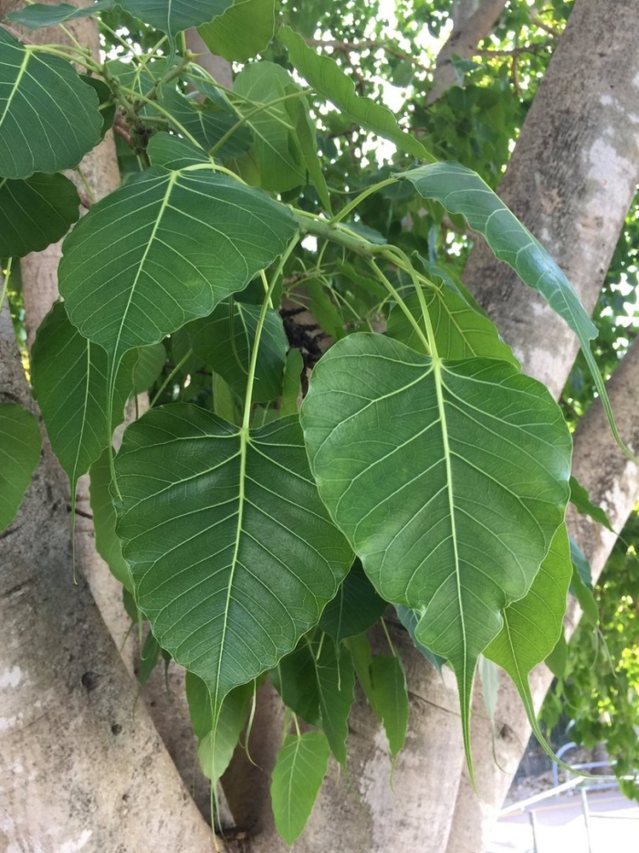 Фикус священный эдем