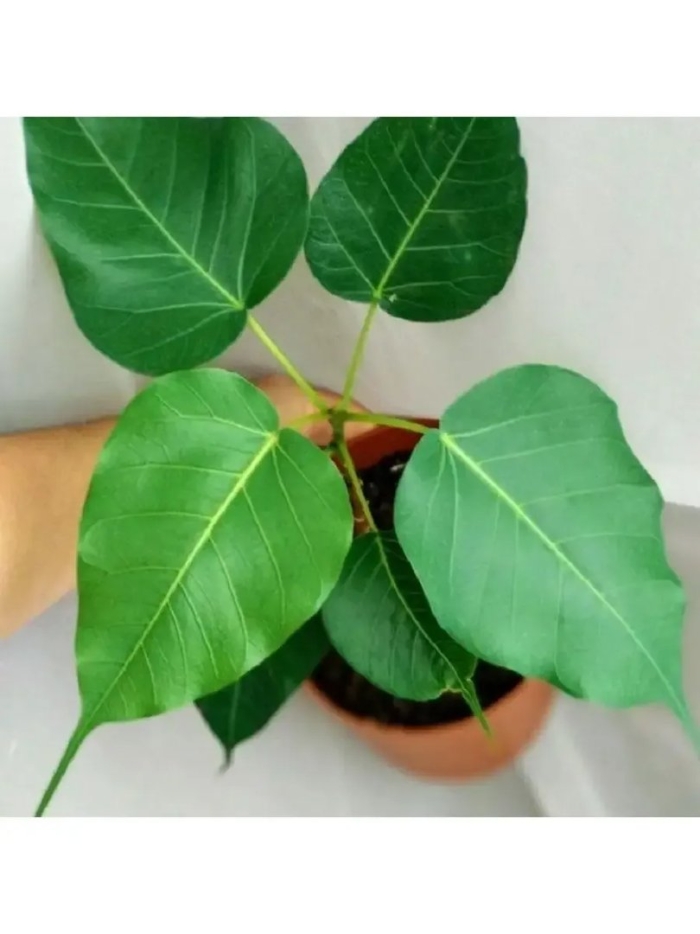 Фикус священный эдем