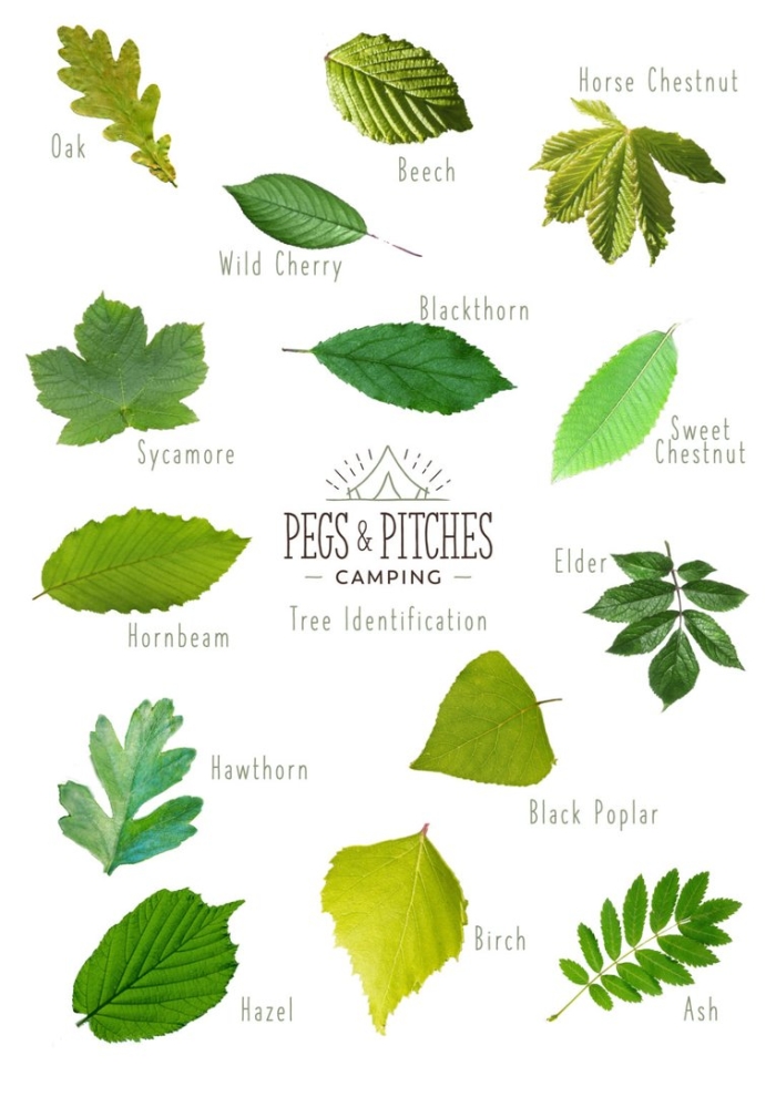Tree leaf identification