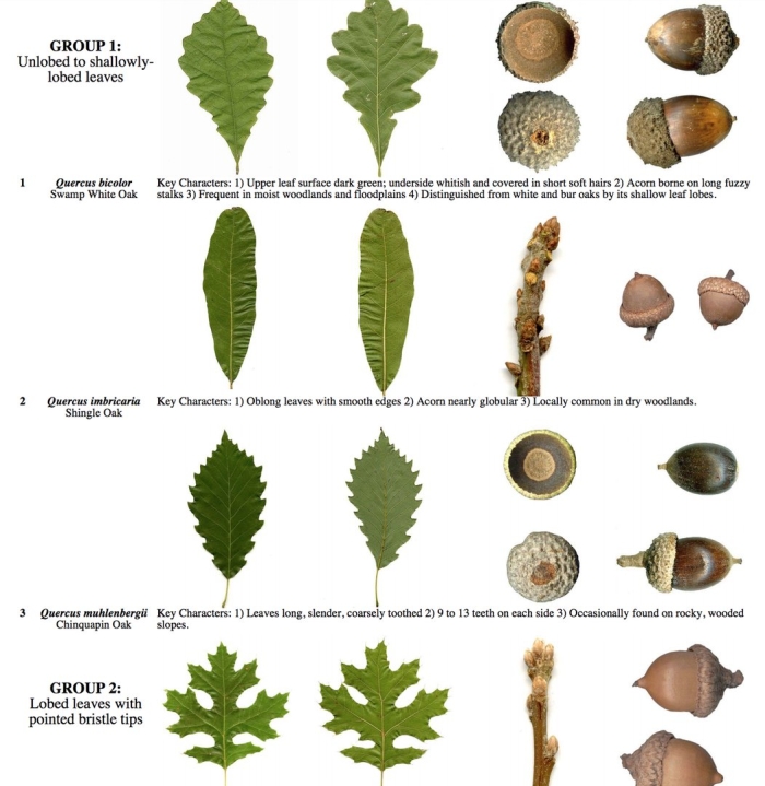 Quercus imbricaria