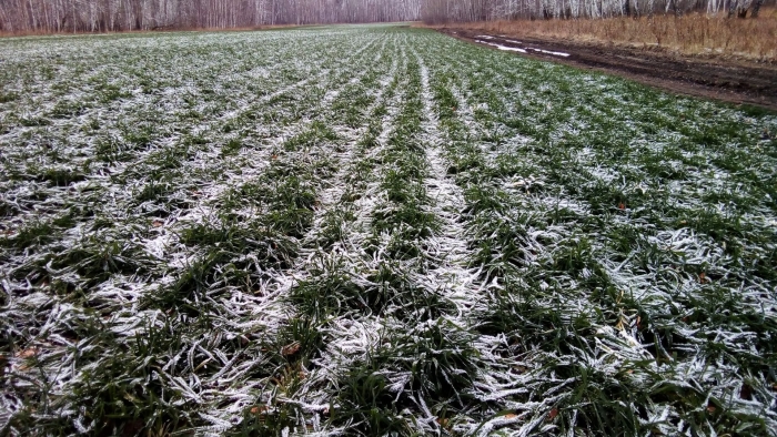 Что такое оземь озимь