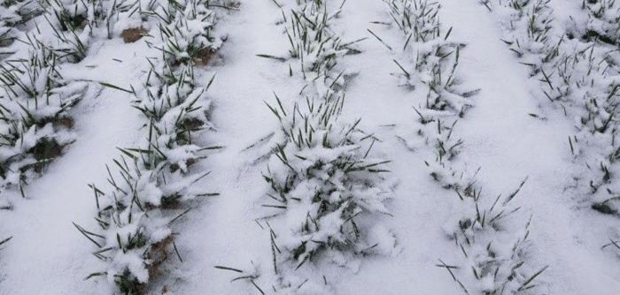 Зимовка озимой пшеницы