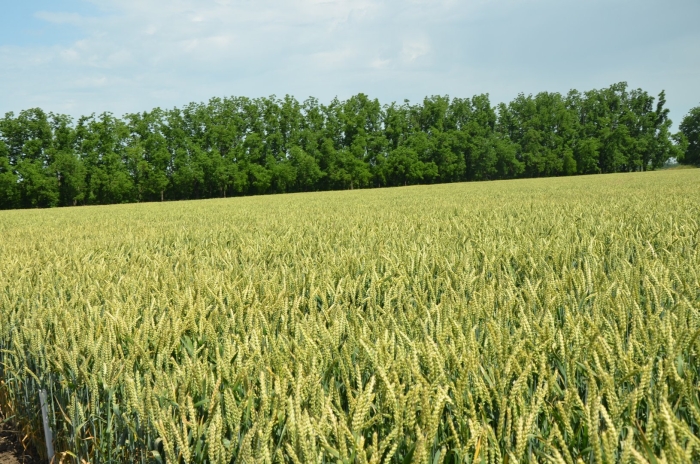 Сорт озимой пшеницы алексеевич