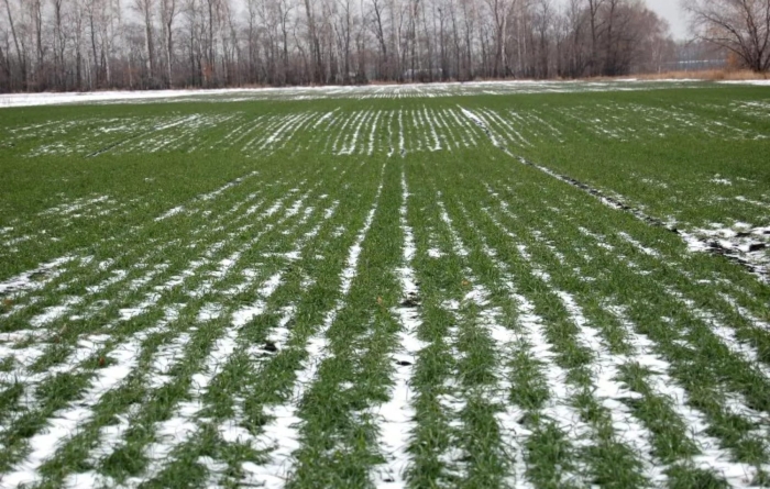 Озимь на полях