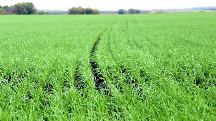 Пшеница на поле