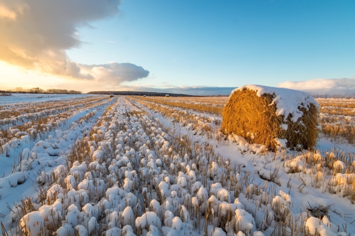 Зима в поле