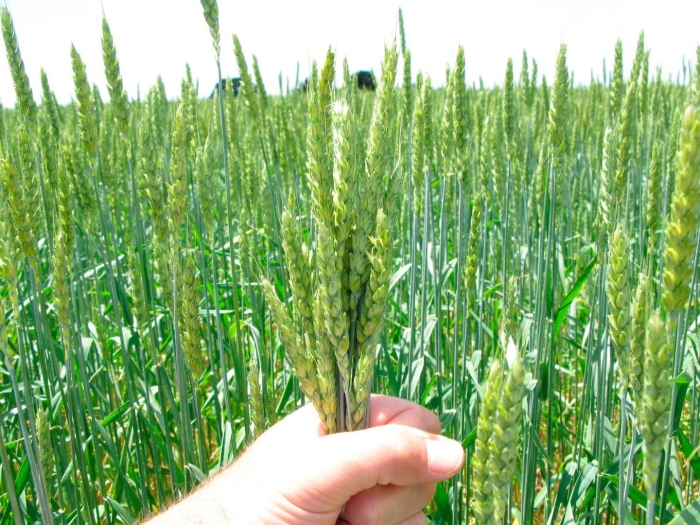 Пшеница озимая сорт «поволжская 86» элита