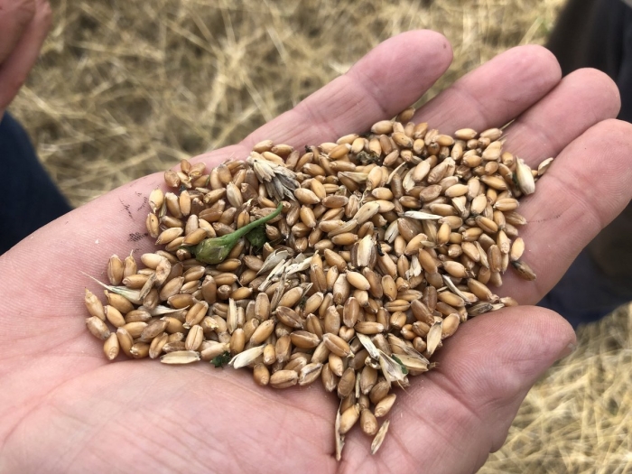 Яровая пшеница ирень