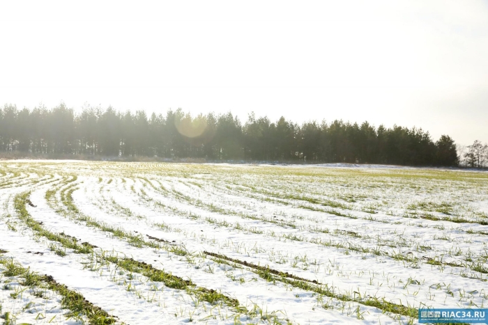 Что такое озимь на полях