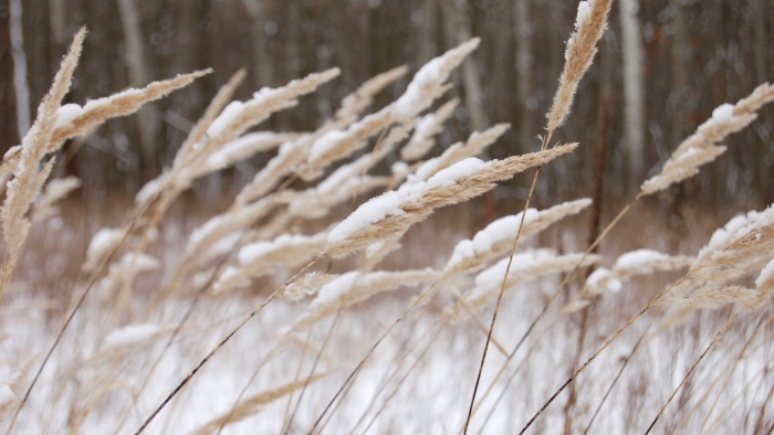Зимние пейзаж