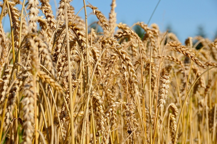 Зерновые культуры