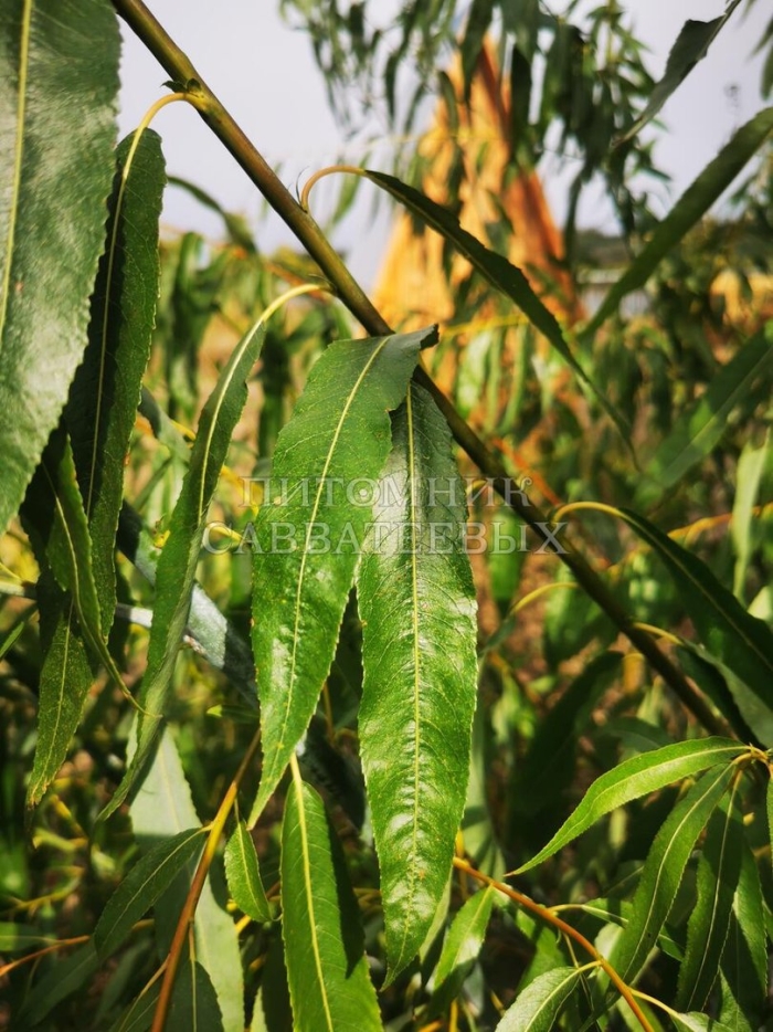 Ива остролистная краснотал