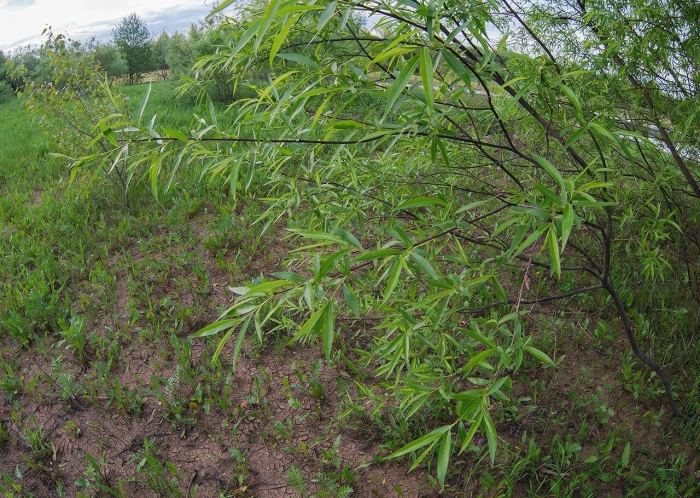 Ива остролистная куст