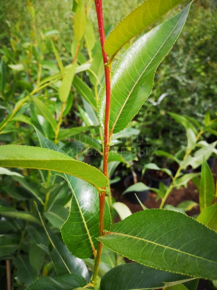 Ива пятитычинковая чернотал