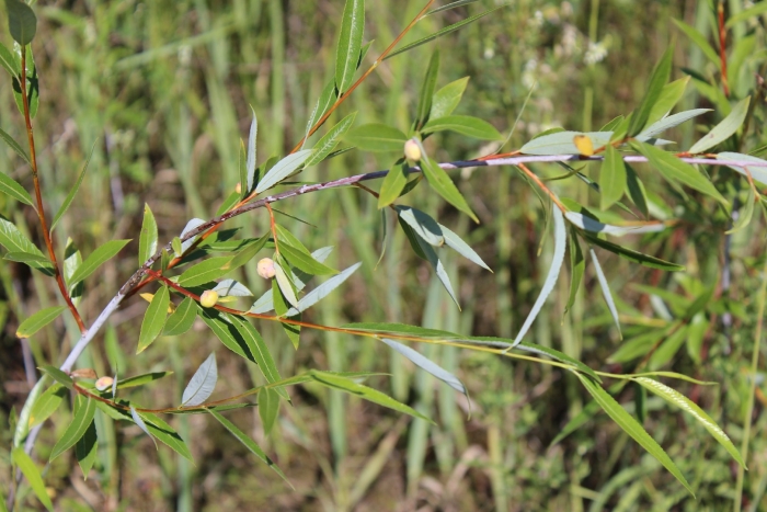 Ива остролистная верба