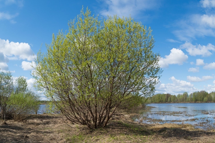 Salix alba liempde