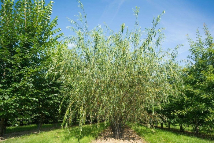 Ива белая плакучая