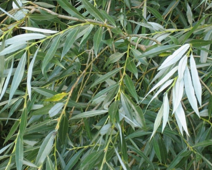 Ива серебристая