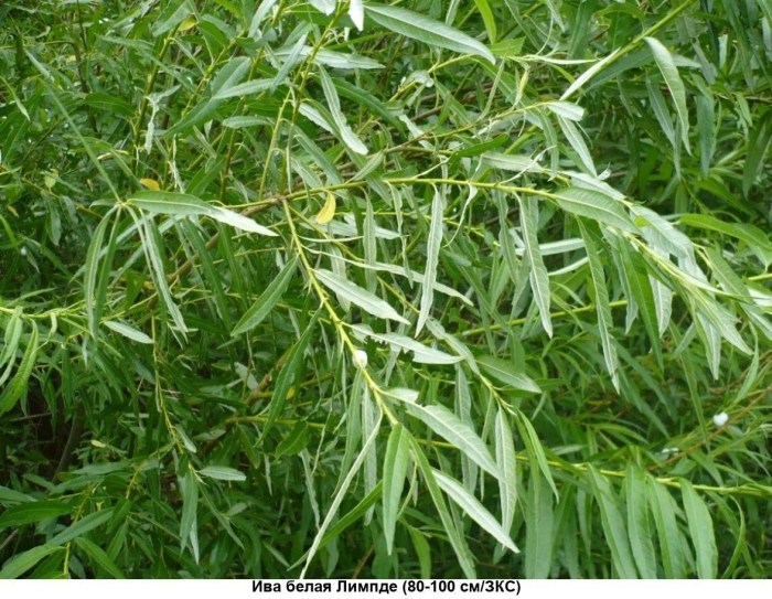 Ива прутовидная salix viminalis