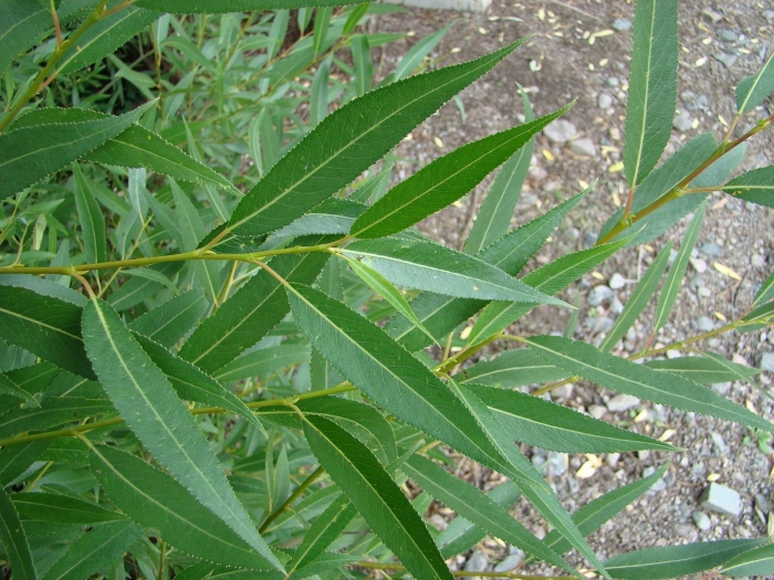 Ива ломкая salix fragilis