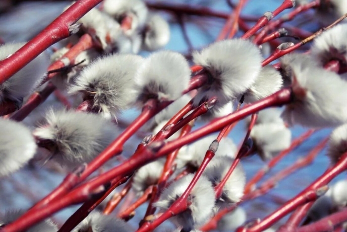 Верба краснотал