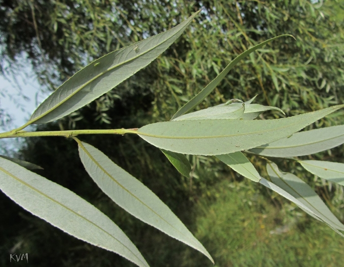 Ива белая salix alba