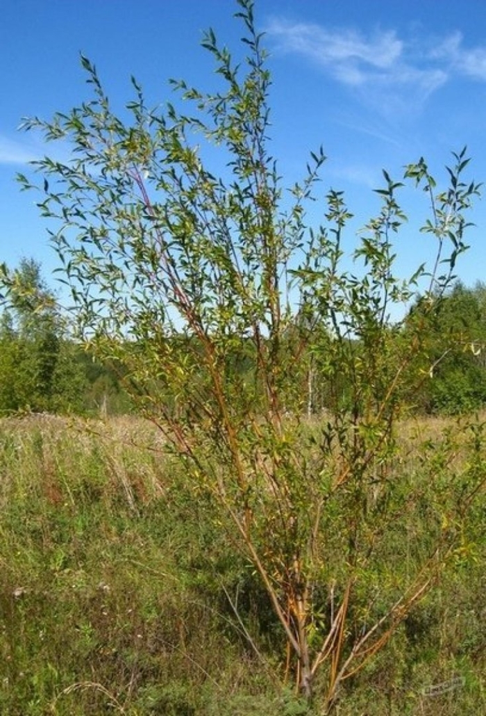 Salix viminalis