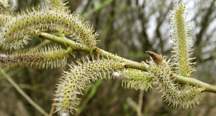 Ива остролистная соцветия