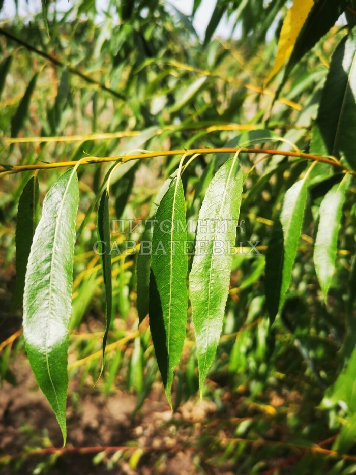 Краснотал растение