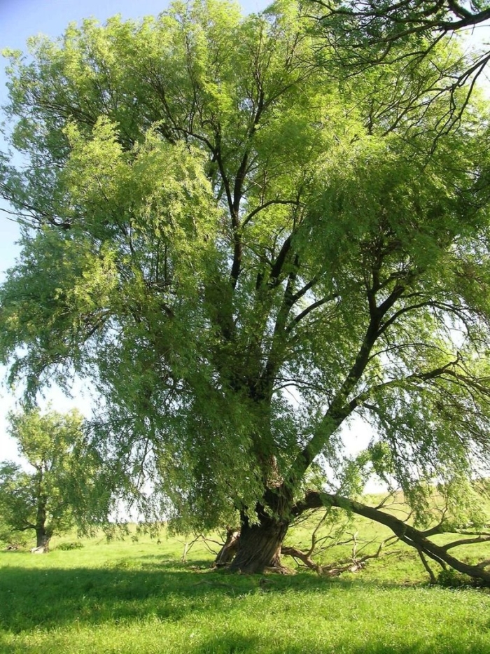 Weeping willow tree