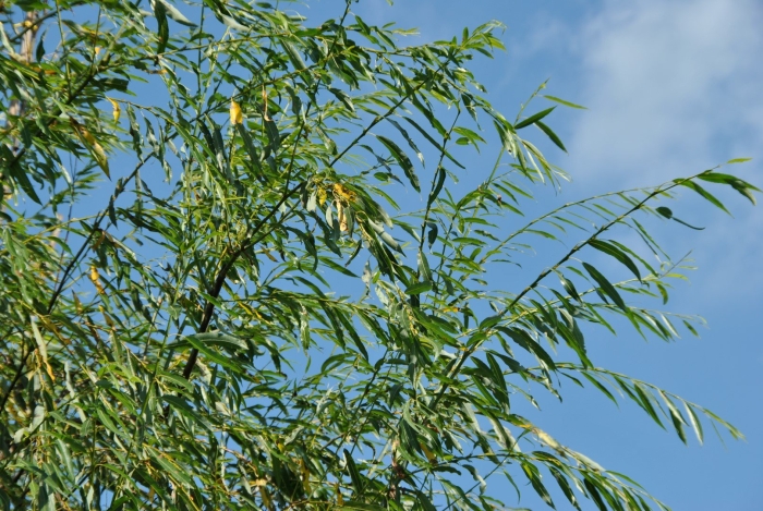 Ива остролистная дерево