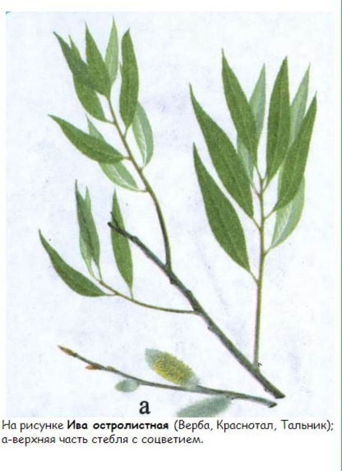 Salix acutifolia