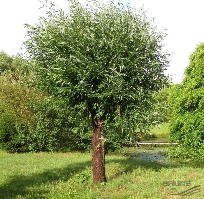 Ива шаровидная ломкая