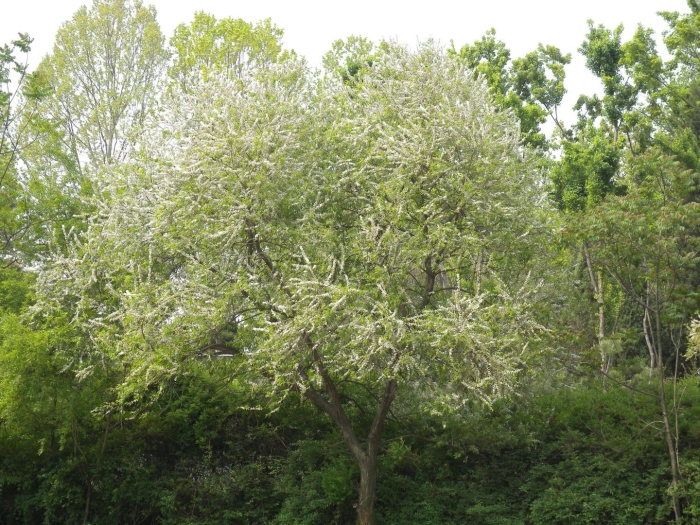 Черемуха виргинская prunus virginiana