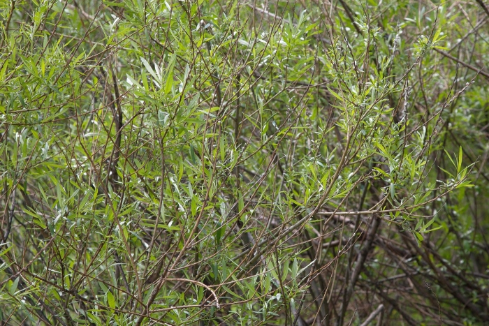 Ива прутовидная