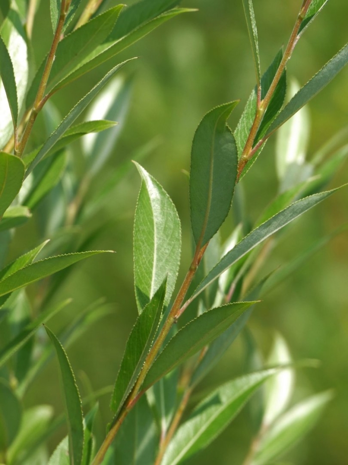 Ива волчниковая salix daphnoides
