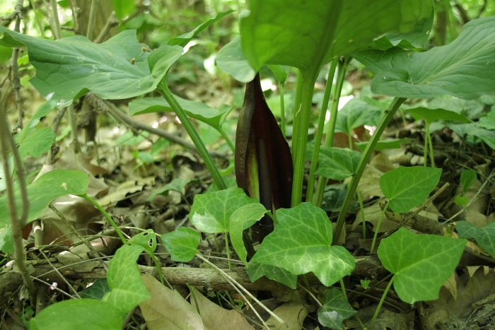 Аронник пятнистый