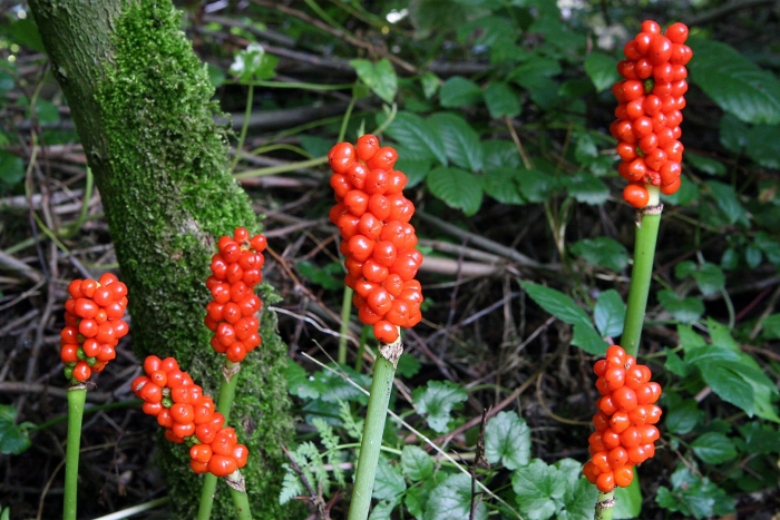 Аронник королькова