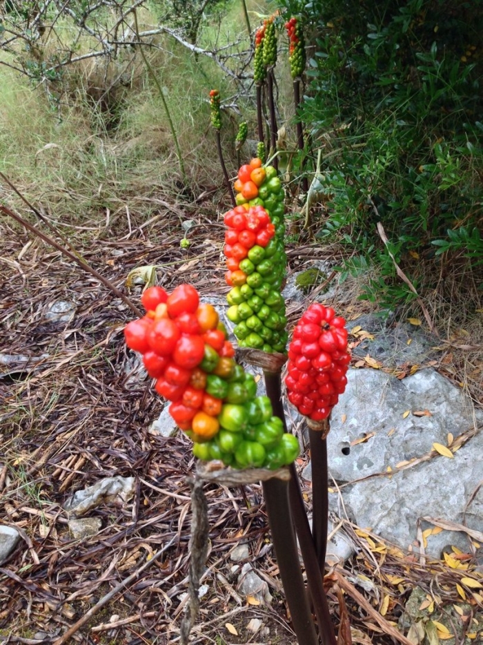 Аронник пятнистый крымский