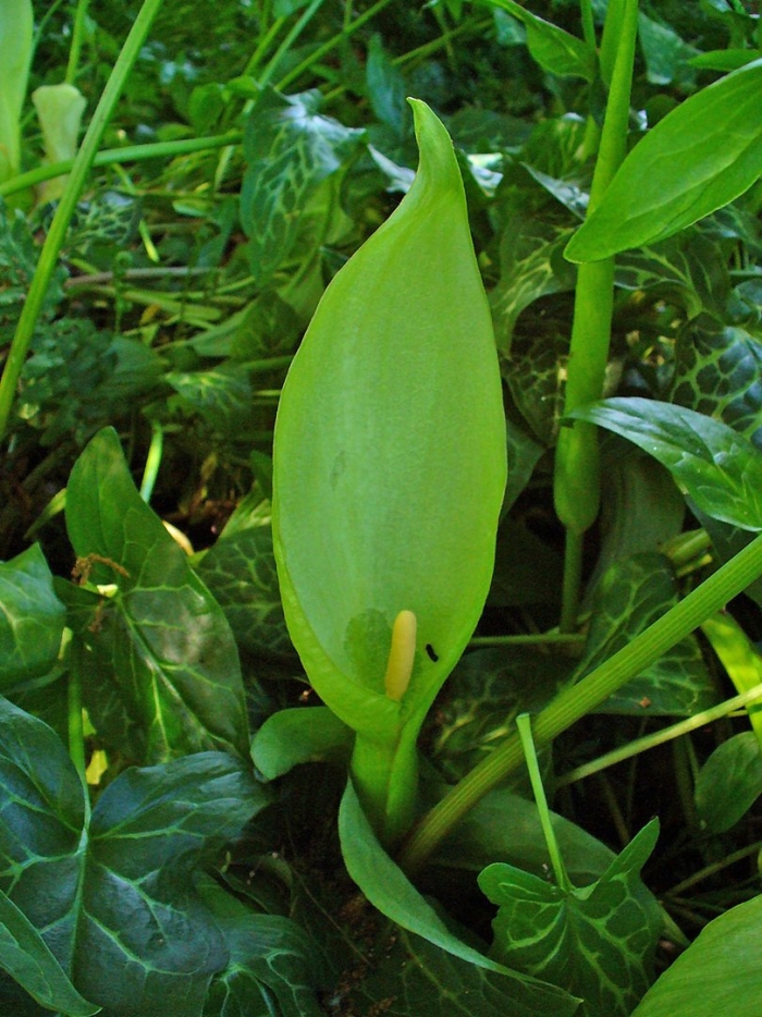 Arum italicum