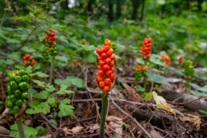 Аронник пятнистый