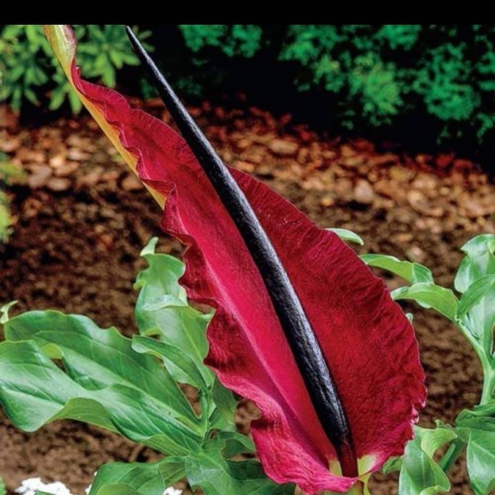 Аронник обыкновенный dracunculus vulgaris