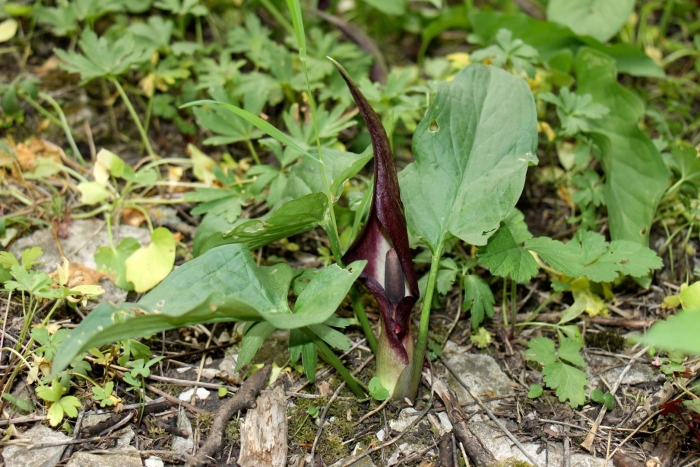 Аронник пятнистый