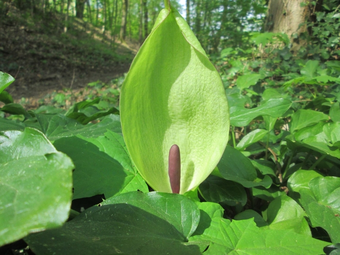 Zantedeschia aethiopica