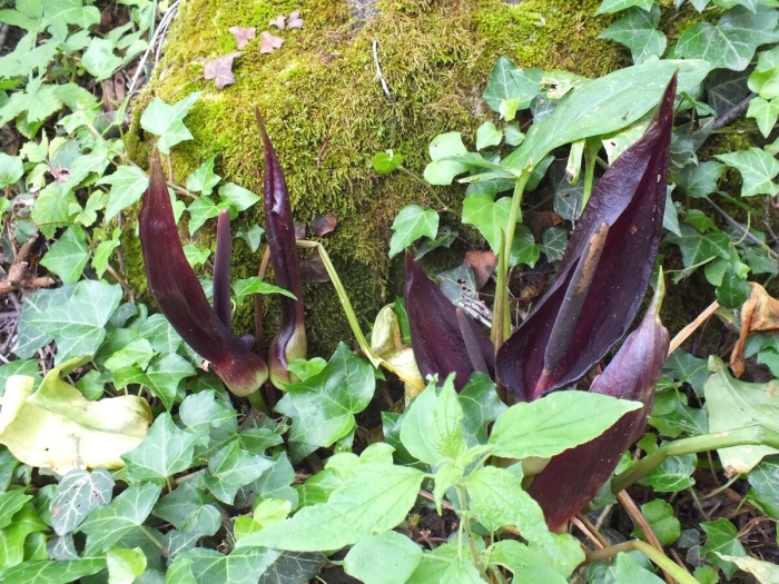 Аронник крымский